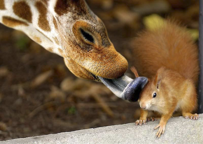 81484847_funnyanimal47.jpg