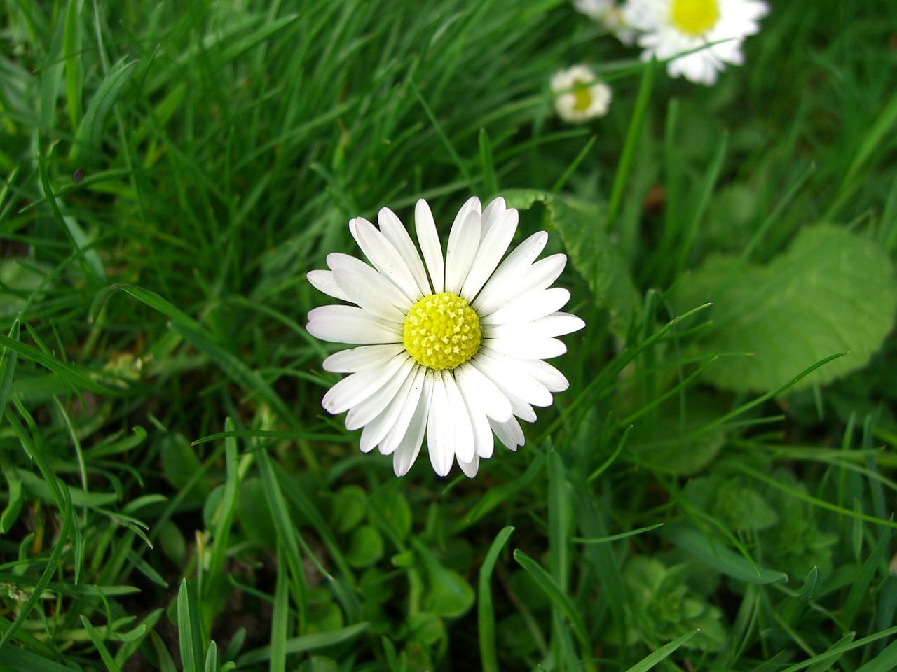 daisy_1280.jpg