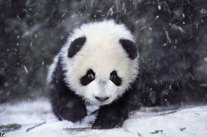cute_panda_family_enjoys_the_first_snow_07.jpg