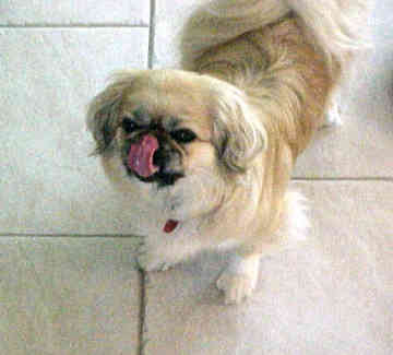 pekingese-4.jpg