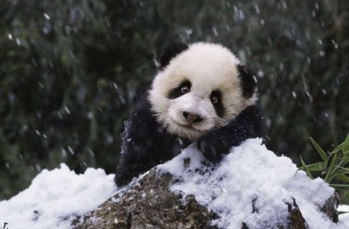 cute_panda_family_enjoys_the_first_snow_03.jpg