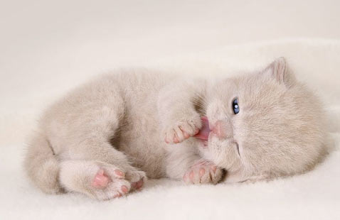 yavru-kedi.jpg
