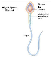 sperm.jpg