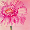 stockpink9icon6yc.png