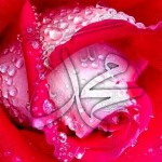 Hz.Muhammed2-150x150.jpg
