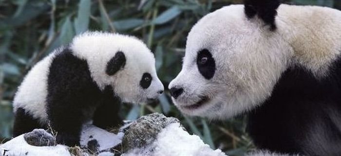 cute_panda_family_enjoys_the_first_snow_02.jpg