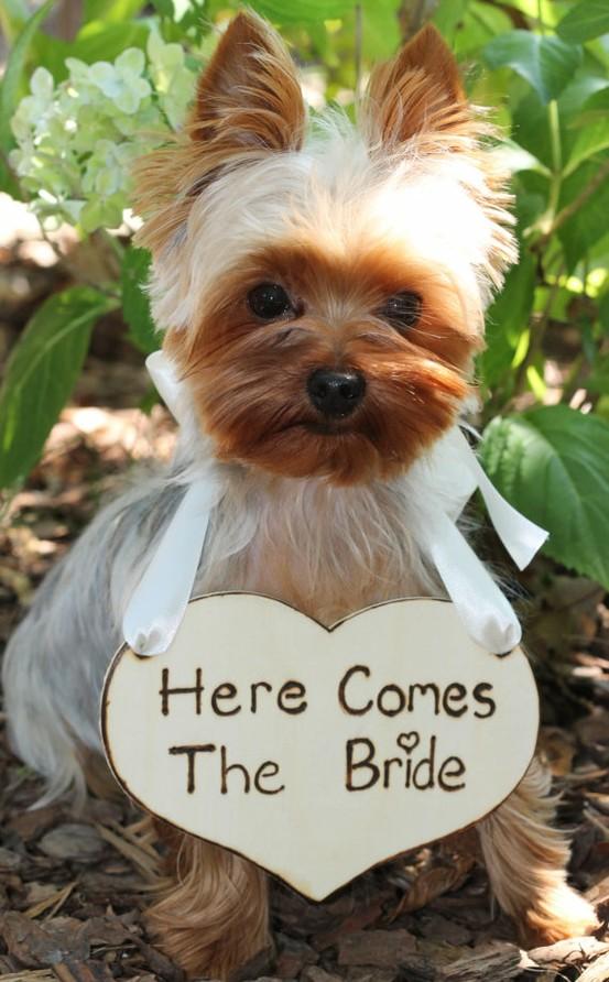 pets-in-wedding.jpg