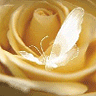 95f479d3.gif