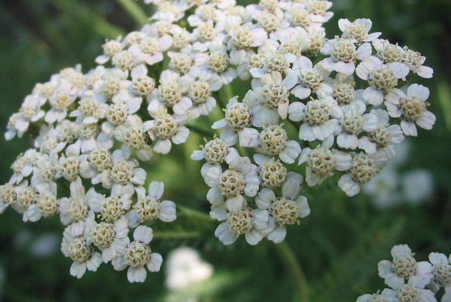 Achillea_millefolium_corimbo.jpg