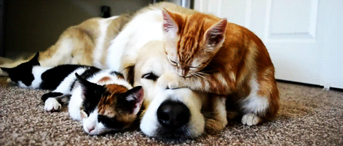 tumblr_lpsbeaounT1qdrnl5o1_500.gif