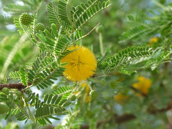 acacia_farnesiana4.jpg