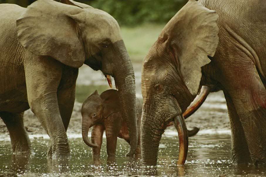 39RepublicaCentroAfricana.jpg