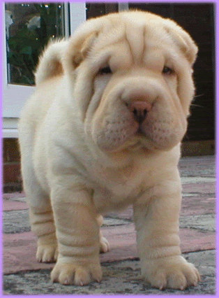 shar-pei2.gif