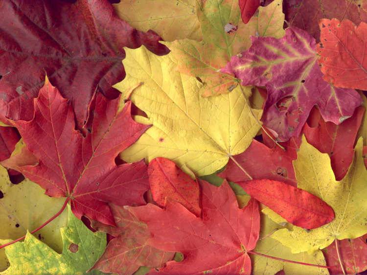autumn-leaves.jpg