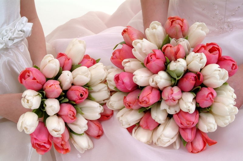 pink-white-tulips.JPG
