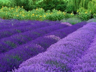 Purple-Haze-Lavender.jpg