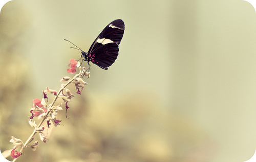 imagens-tumblr-borboletas20120611-borboleta-preta_large.jpg