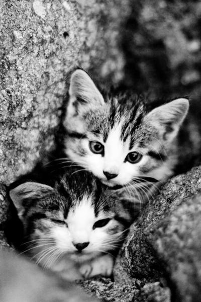 More_kitties_by_WrappedUpInBooks.jpg