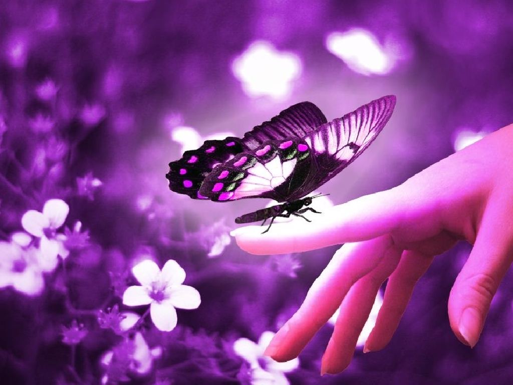 purple-butterfly-wallpaper.jpg