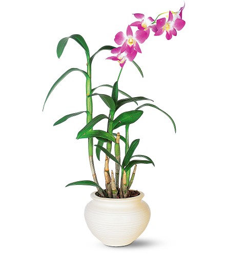 dendrobium-orchid-indoor-air-filter.jpg