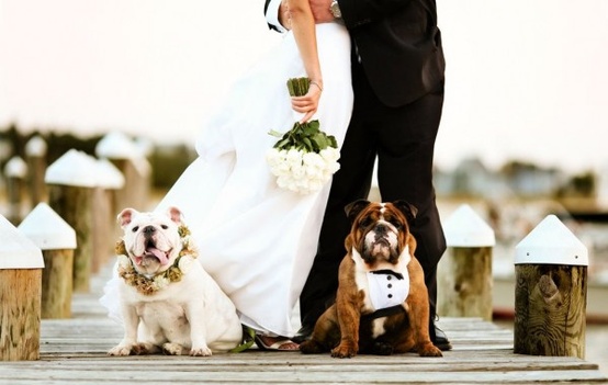 pets-in-wedding.jpg