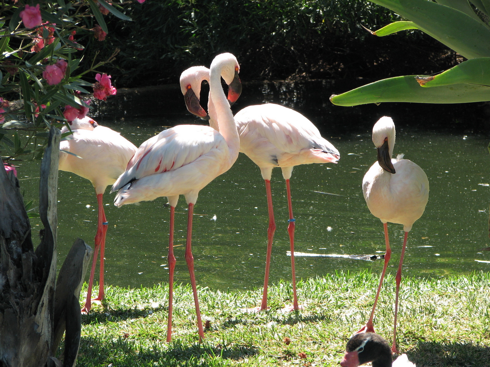 Pink_Flamingo_(4_of_them)_-_Lagos_Zoo_-_The_Algarve,_Portugal_(1735340479).jpg