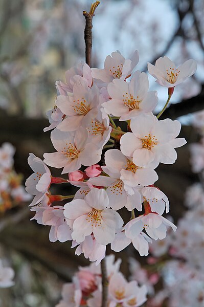 399px-2007_Sakura_of_Fukushima-e_007_rotated.jpg
