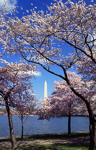 386px-Washington_C_D.C._Tidal_Basin_cherry_trees.jpg