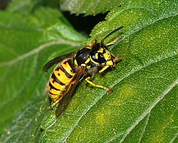 260px-Wasp_October_2007-7.jpg