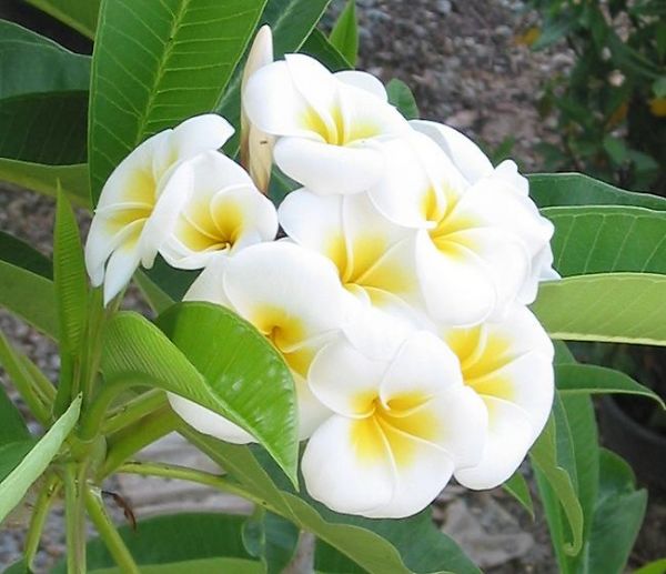 22323d1191951525-plumeria9si4.jpg