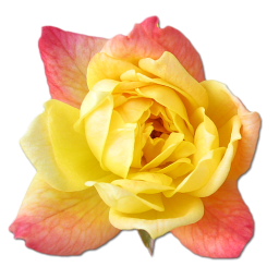 Rose%20Yellow%202.png