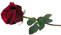 Red_Rose_Bud_PNG_Clipart.png